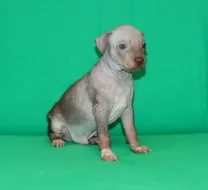 Poslední volný chlapeček plemene Americký bezsrstý teriér s PP pod FCI.