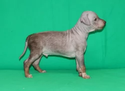 Poslední volný chlapeček plemene Americký bezsrstý teriér s PP pod FCI.