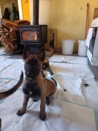 Nabízím pejsky belgického ovčáka malinoise s PP