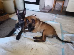 Nabízím pejsky belgického ovčáka malinoise s PP