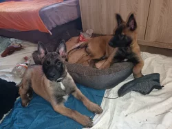 Nabízím pejsky belgického ovčáka malinoise s PP