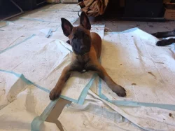 Nabízím pejsky belgického ovčáka malinoise s PP