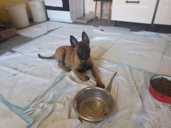 Nabízím pejsky belgického ovčáka malinoise s PP