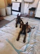 Nabízím pejsky belgického ovčáka malinoise s PP