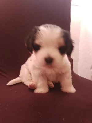 Prodám jorkšír Biewer