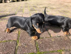 Jezevčík Štěňata