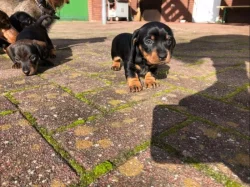 Jezevčík Štěňata