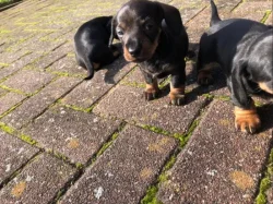 Jezevčík Štěňata