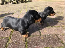 Jezevčík Štěňata