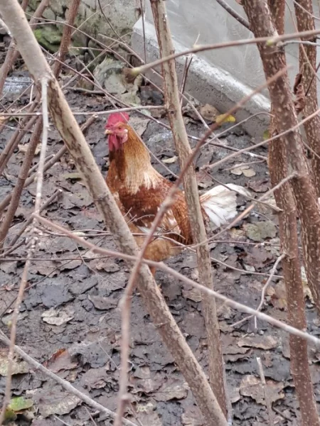 Kohout - půl roku starý - domácí chov