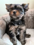 Jorkšírský teriér s PP