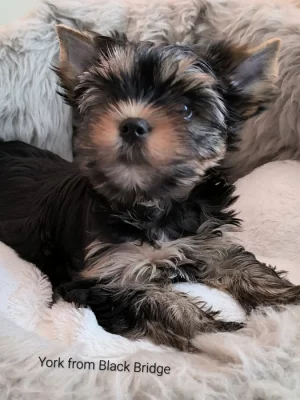 Jorkšírský teriér s PP