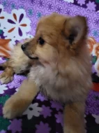 Pomerian - německý spic