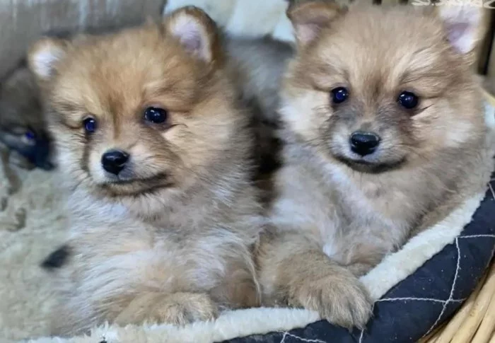 Pomerian - německý spic