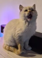 britská koťata bez PP