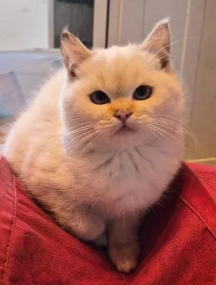 britská koťata bez PP