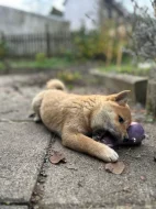 Krásná štěňata Shiba Inu!!