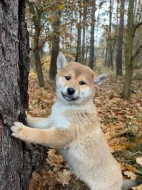 Krásná štěňata Shiba Inu!!