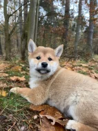Krásná štěňata Shiba Inu!!