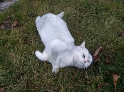 Britský kocour krytí