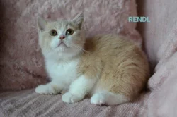 Britský kocourek s PP