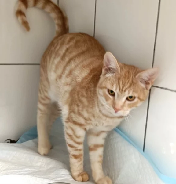 Kocourek Bidon hledá nový domov