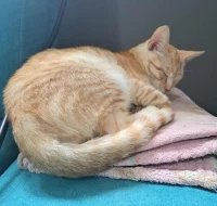 Kocourek Bidon hledá nový domov