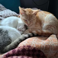 Kocourek Bidon hledá nový domov