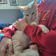 Kocourek Bidon hledá nový domov