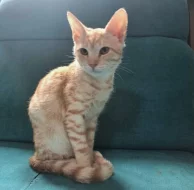 Kocourek Bidon hledá nový domov