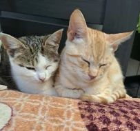 Kocourek Bidon hledá nový domov