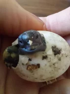 Suchozemská želva zelenavá mláďata