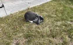 Francouzký Beran - s rodokmenem