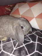 Nabízím samečka minilopa