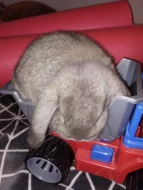 Nabízím samečka minilopa