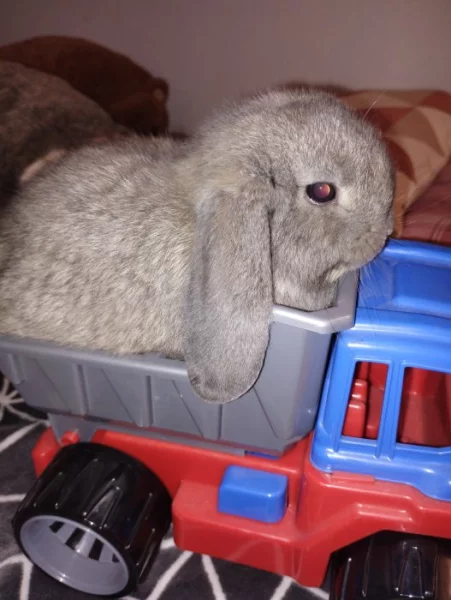 Nabízím samečka minilopa