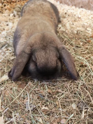 Králík beránek durynský