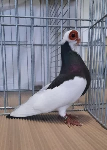 Pražské rejdiče krátkozobé sedlaté