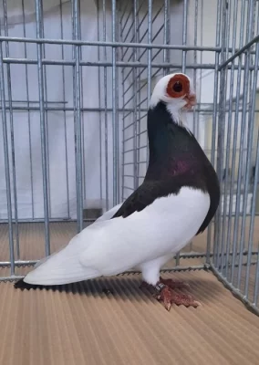 Pražské rejdiče krátkozobé sedlaté