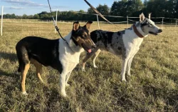 Krátkosrstá kolie s PP - pejsek - Smooth Collie