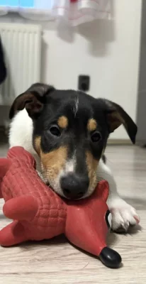 Krátkosrstá kolie s PP - pejsek - Smooth Collie