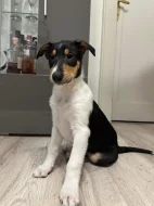 Krátkosrstá kolie s PP - pejsek - Smooth Collie