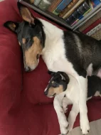 Krátkosrstá kolie s PP - pejsek - Smooth Collie