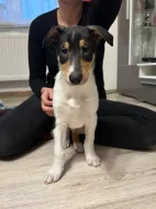 Krátkosrstá kolie s PP - pejsek - Smooth Collie