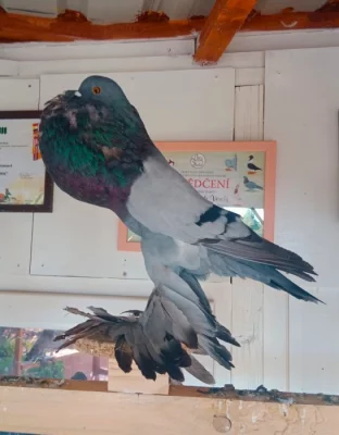 Pomořanské voláče