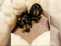 Jezevčík hladkosrstý trpasličí