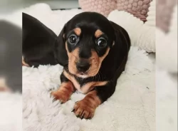 Jezevčík hladkosrstý trpasličí