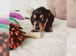 Jezevčík hladkosrstý trpasličí