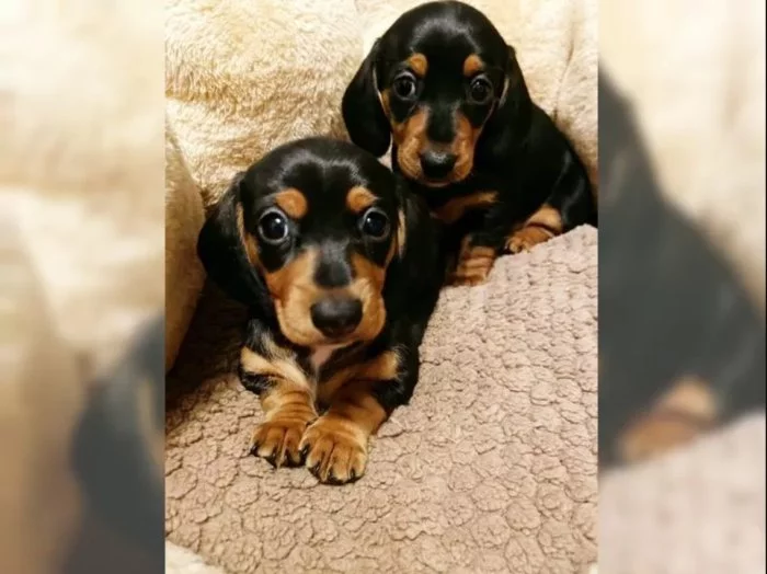 Jezevčík hladkosrstý trpasličí