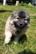 Štěňata Německý špic